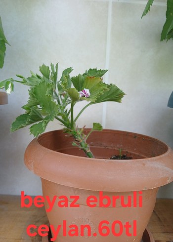 Beden Beyaz ve Mor Desenli Çiçekler