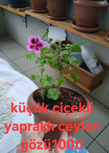Diğer Mor Sardunyalar Saksıda Canlı Çiçekler