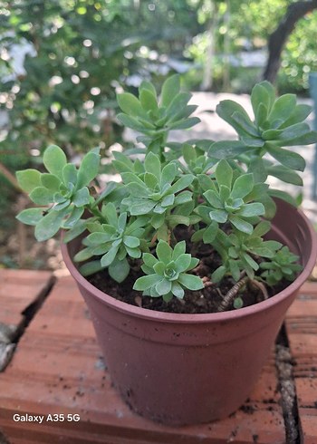 Çiçek sedum palmeri sukulent