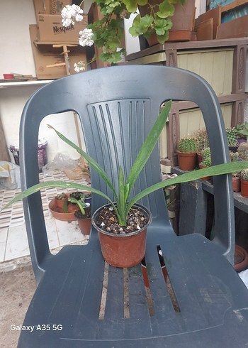 Çiçek Kivya çiçeği