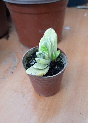 Verigata gasteria