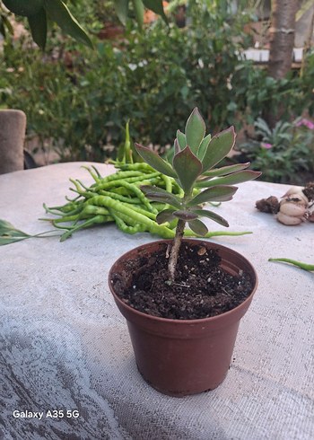 Beden ECHEVERİA PULVİNATA
