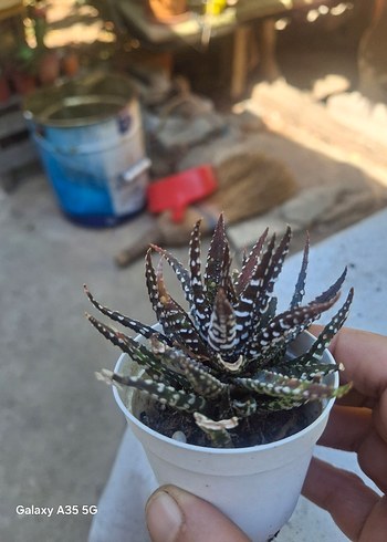 Beden Zebra howartia