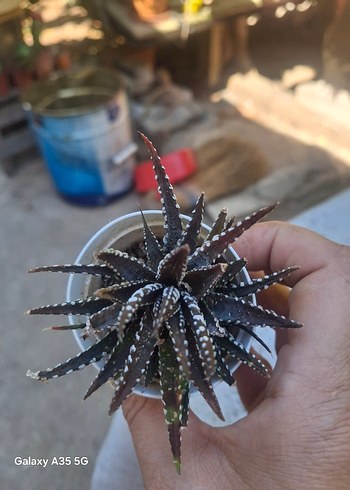 Çiçek Zebra howartia