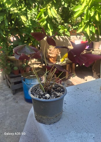 Beden Mor yonca uyku çiçeği