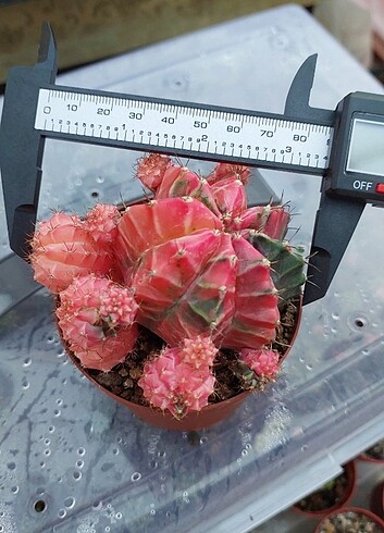 Gymnocalycium Variegate 8.5cm
