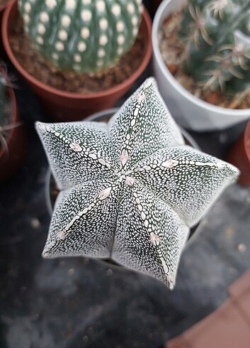 Diğer Astrophytum Onzuka