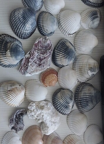 50 adet Deniz kabugu