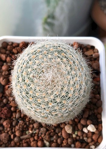 Mammillaria Lenta