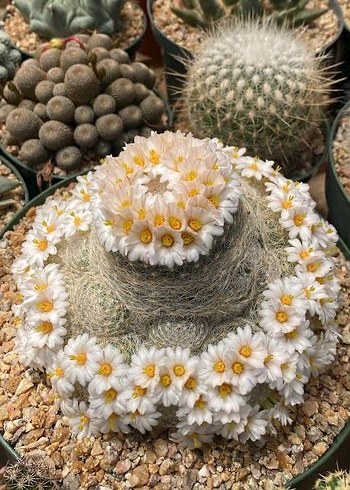 Çiçek Mammillaria Lenta