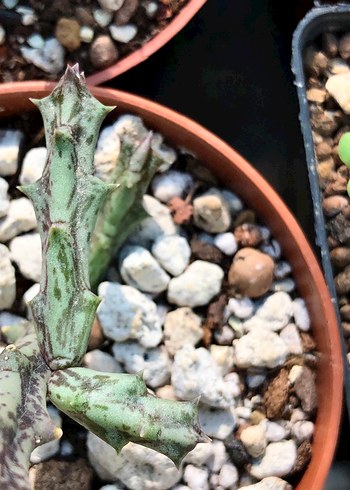 Çiçek Orbeanthus conjunctus leş kaktüs
