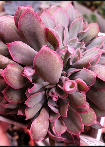 Echeveria trumpet pinky cristat