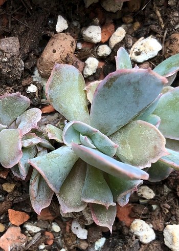 Zara Home Echeveria trumpet pinky cristat