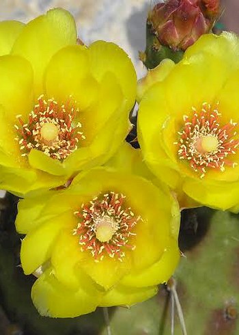 Opuntia decumbens