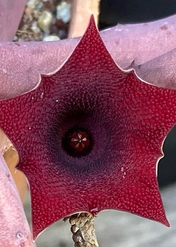 Çiçek Huernia pendula leş kaktüs