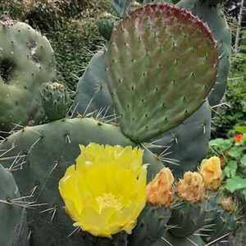 Accessorize Opuntia robusta