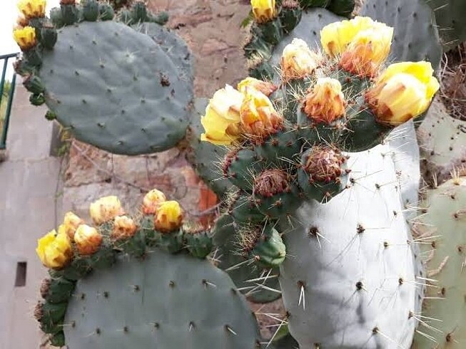 Opuntia robusta
