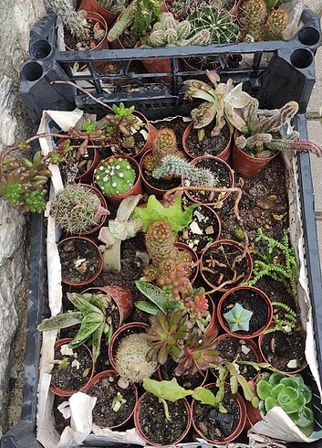 Diğer Kaktüs sukulent çeşitleri