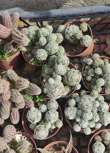 Diğer Kaktüs ???? sukulent çeşitleri mevcuttur Adeti 30 tl'den