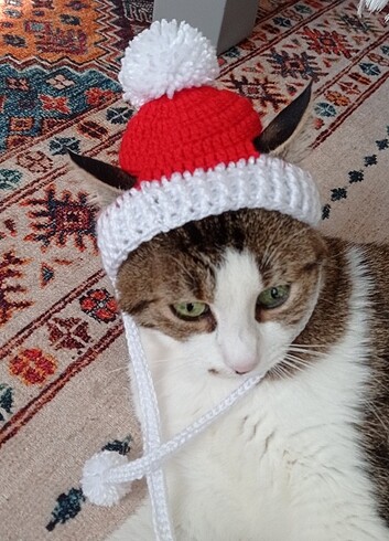 Kedi şapkası 