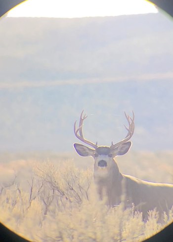 Bushnell Pro Dürbün | Ultra Netlik Cam Mercek | Alev Su Geçirmez - Görsel 9