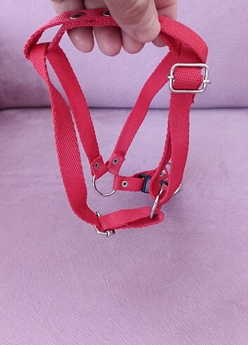 Köprk tasma - Görsel 5