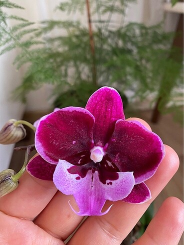 Asyalı özel tür orkide