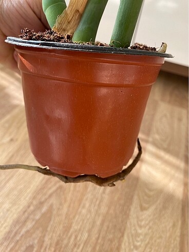 Diğer Monstera deve tabanı