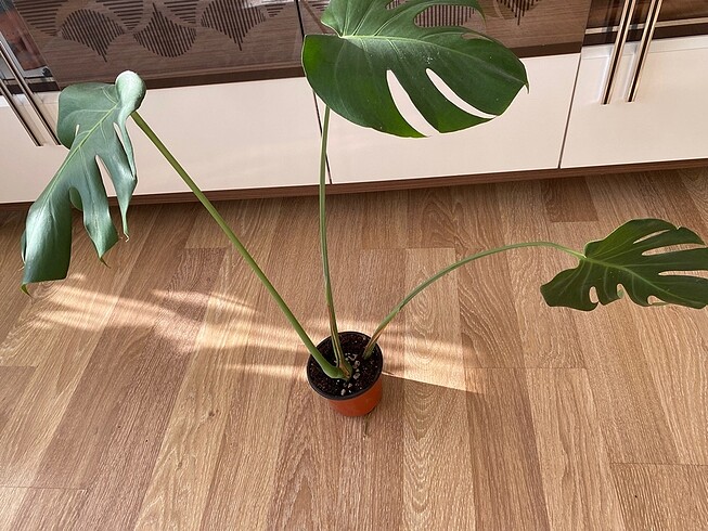  Beden Monstera deve tabanı