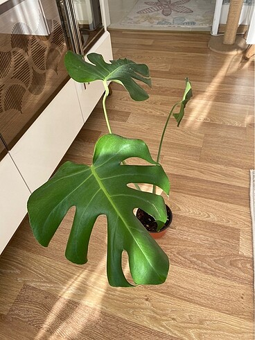 Monstera deve tabanı