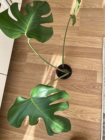  Beden yeşil Renk Monstera deve tabanı