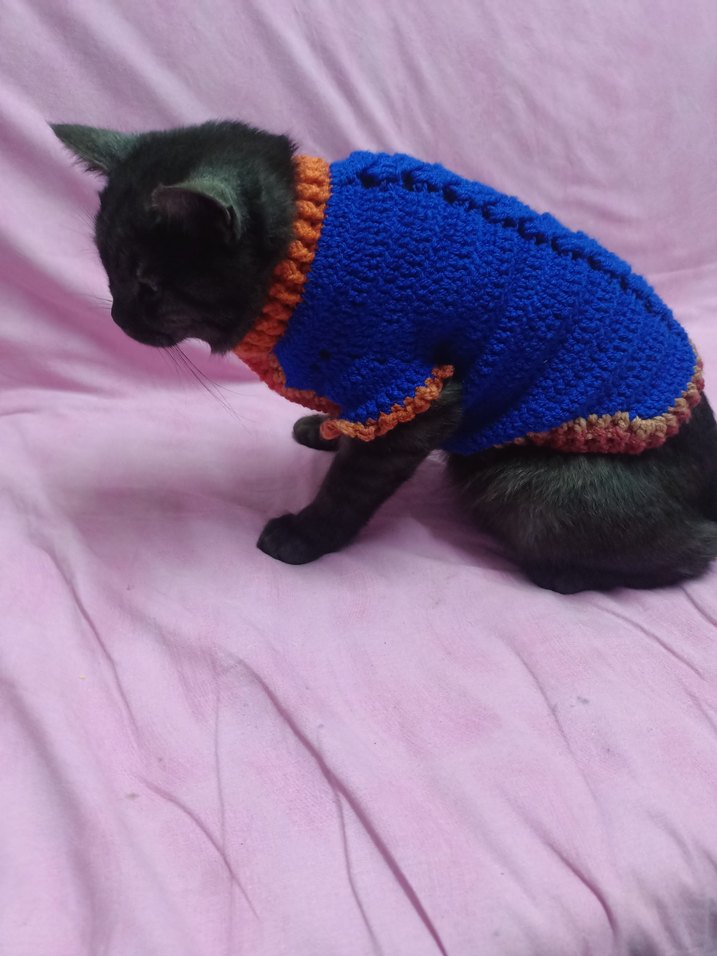 Renkli Örgü Kedi Kıyafeti - Görsel 4