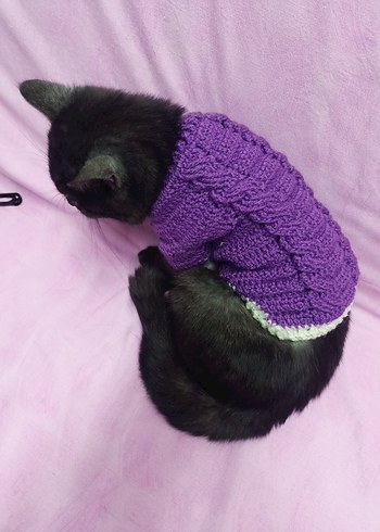 Mor Örgü Kedi Kıyafeti - Görsel 4