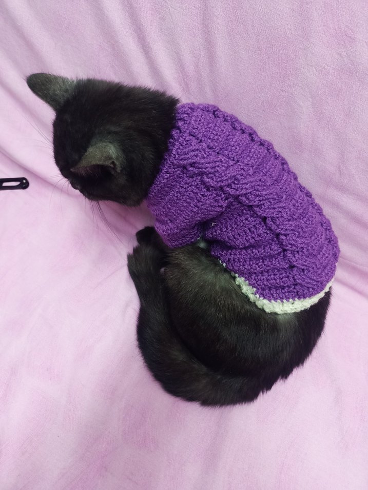 Mor Örgü Kedi Kıyafeti - Görsel 4