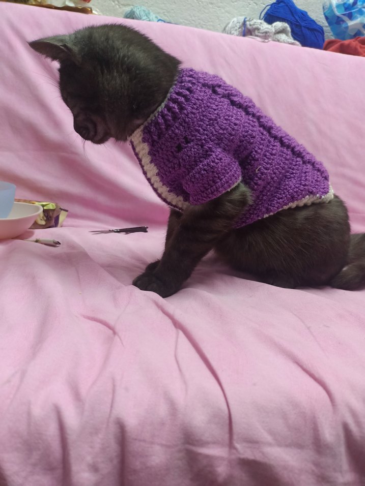 Mor Örgü Kedi Kıyafeti - Görsel 2