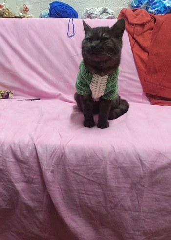 Kedi için yeşil örgü kazak - Görsel 2