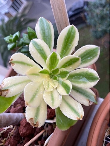 Aronium swarskoft veriagata