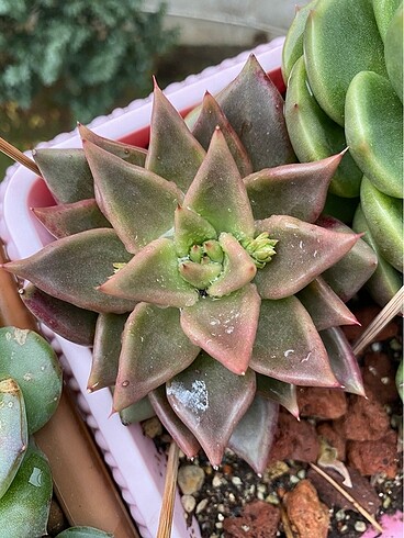 İthal Echeveria