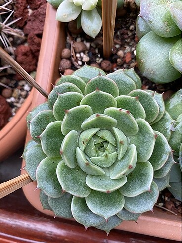 Diğer İthal Echeveria