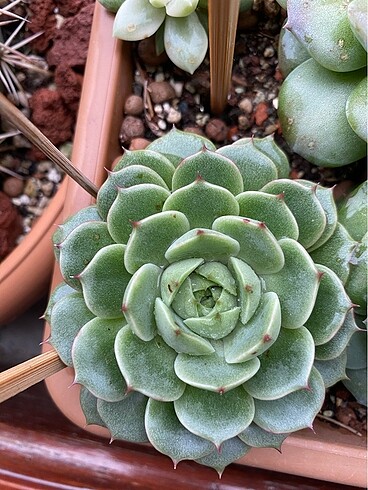 İthal Echeveria