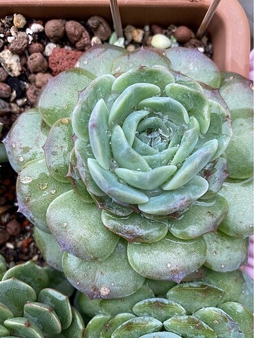 İthal Echeveria