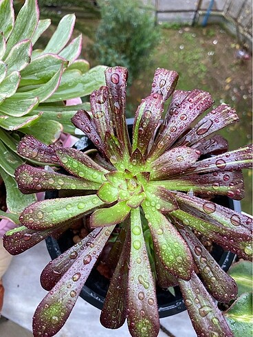 Aeonium tong yang