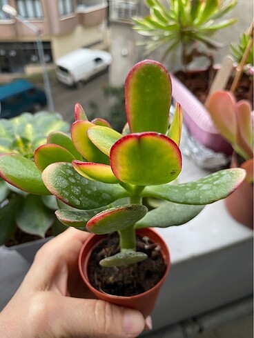 Crasula veriagata