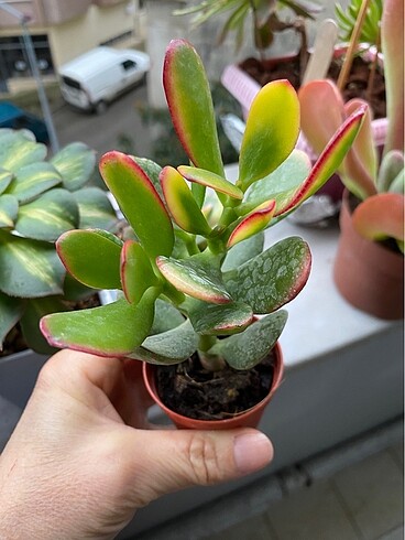 Diğer Crasula veriagata