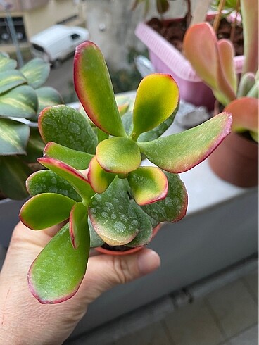  Beden Crasula veriagata