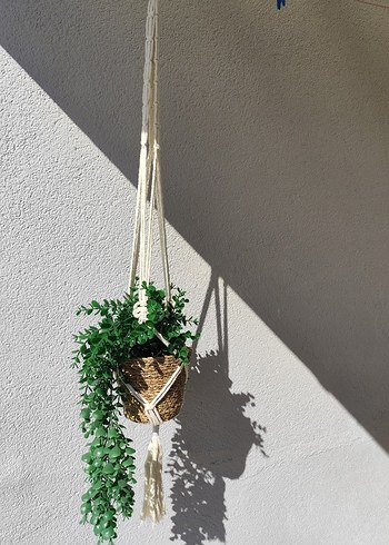 makrome saksılık