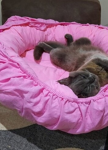 Pembe kedi-kopek yatağı