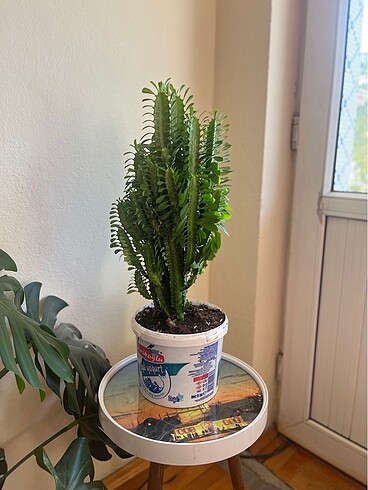 Süt Ağacı Kaktüsü - Görsel 2