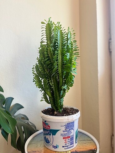 Süt Ağacı Kaktüsü - Görsel 3