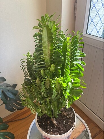 Süt Ağacı Kaktüsü - Görsel 4